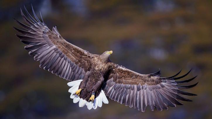 White-tailed eagle soaring through the sky in Scotland.