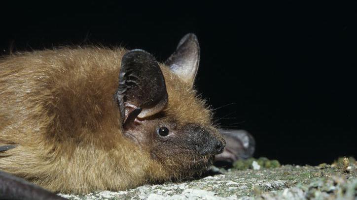 Close-up of a Big brown bat