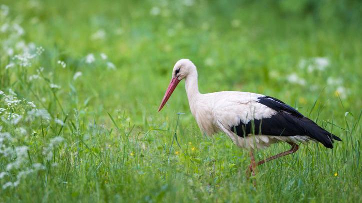 A close-up of a stork.