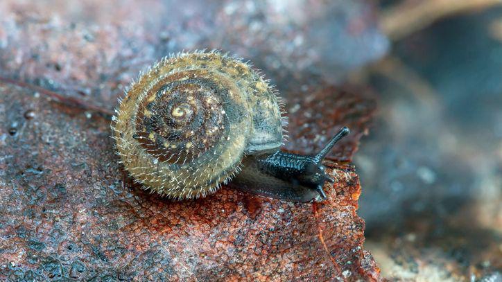 A close up picture of a snail with its swirly shell covered in fine hairs. It's slimy head with feelers are protuding sat upon a reddish brown rock 