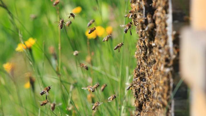 A close-up of bees flying around a plant with grass blades and yellow flowers blurred in the background.