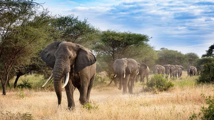 Elephants walking in line.