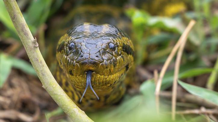 Yellow anaconda.