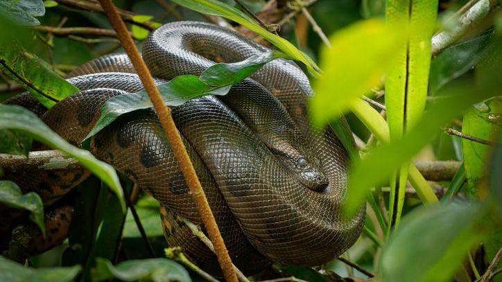 Green Anaconda in a tree.