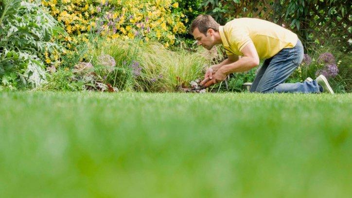 Man on his knees trimming a lawn