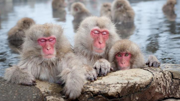 three Japanese macaques looking at the camera in a hot spring.
