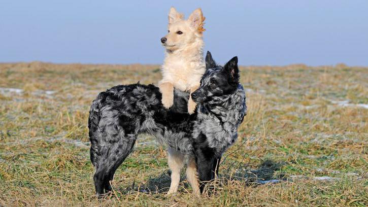 Two Mudi dogs.