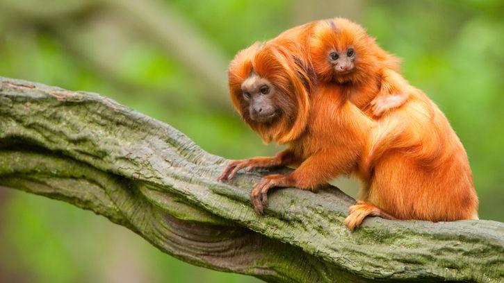 Golden Lion Tamarin with baby.