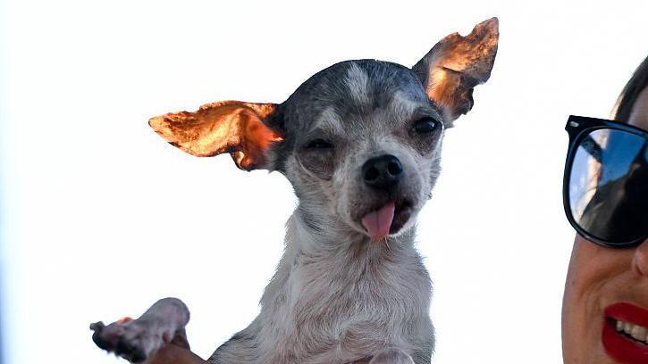 White and grey dog sticks out its tongue as its head lols to the side a little. The light is shining through its ears