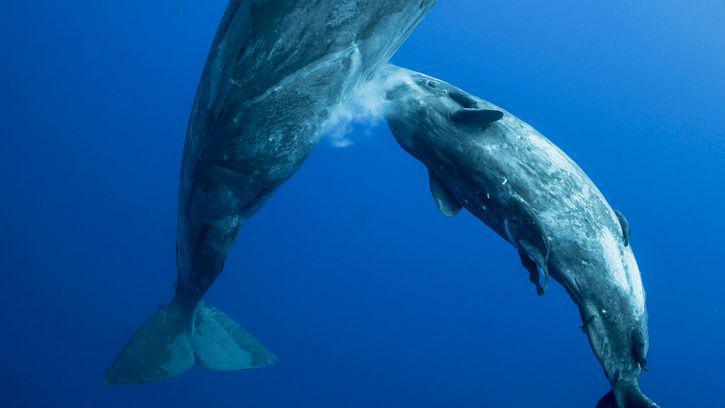 Sperm whale blowing bubbles.