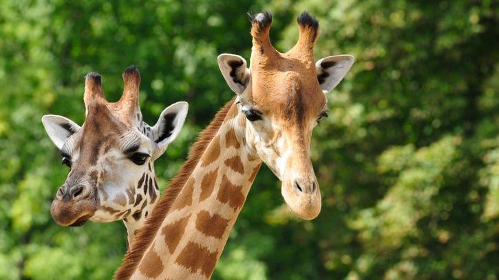 Two giraffes.