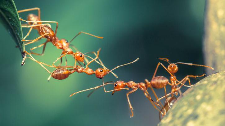 Ants working together to build an 'ant' bridge.