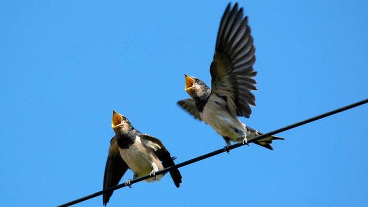 Swallows on a wire