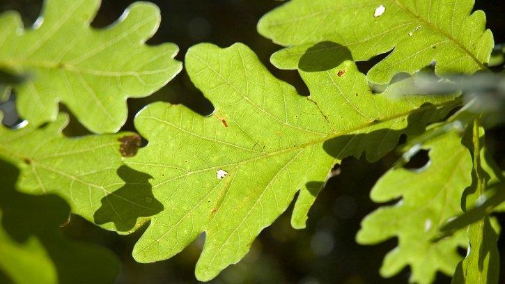 Oak leaves