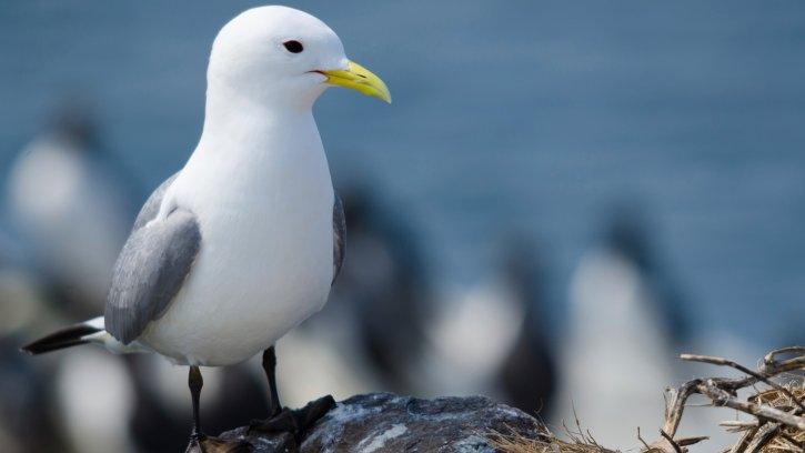 Kittiwake