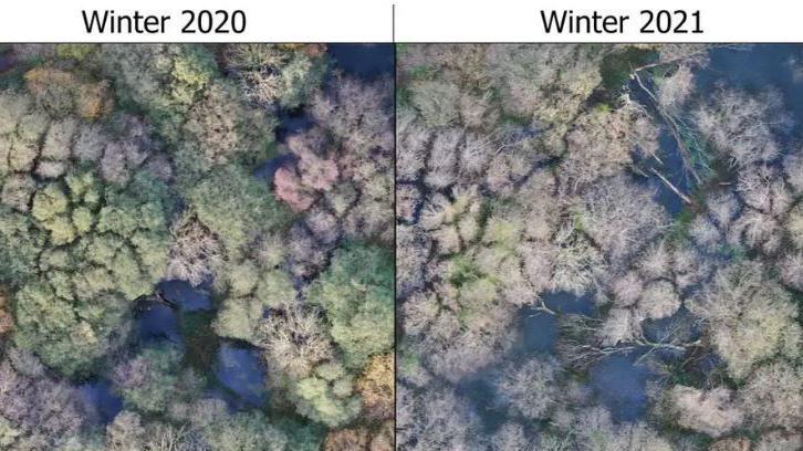 Two contrasting drone images, one taken in 2020 of the Holnicote land before the trial and one taken a year later where the Beavers have created more wetland space by clearing woodland.