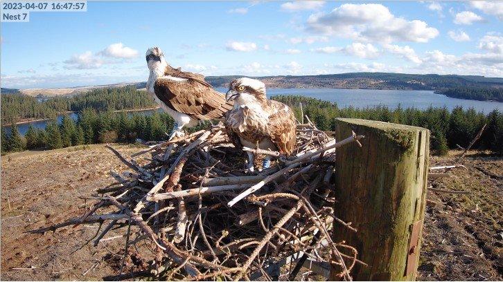 Pair of ospreys and a view of Kielder Water