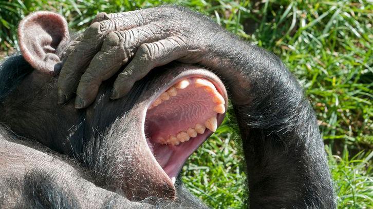 A chimpanzee covering his eyes and laughing.