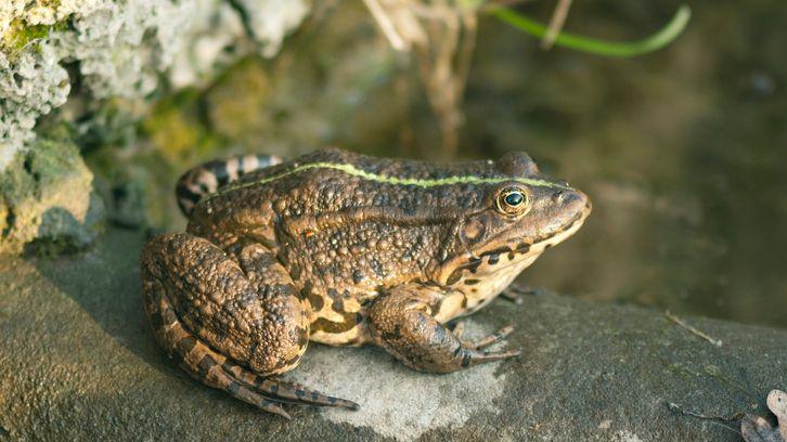 Natterjack toad.