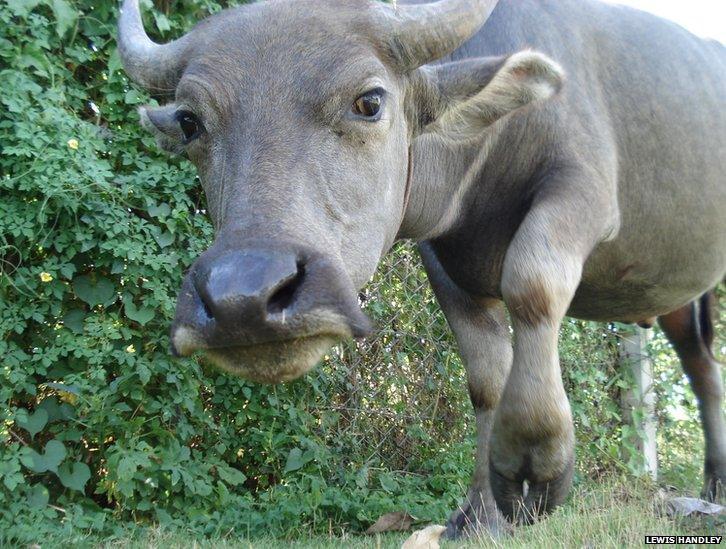 Water buffalo