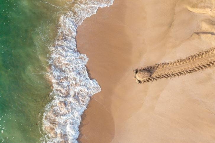 turtle heading to sea