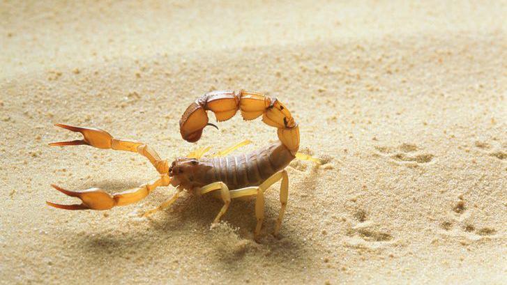 Close-up of a yellow scorpion.