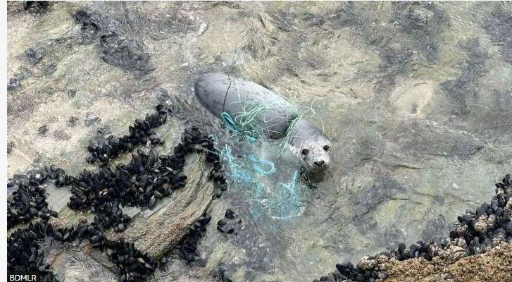 A grey seal peering out of the water in a rock pool surrounded by fishing net