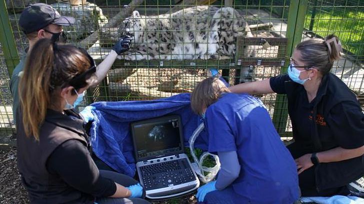 A snow leopard on the other side of a green metal fence inside a cage. There is a group of people people outside the cage with a computer showing an ultrasound on its screen.