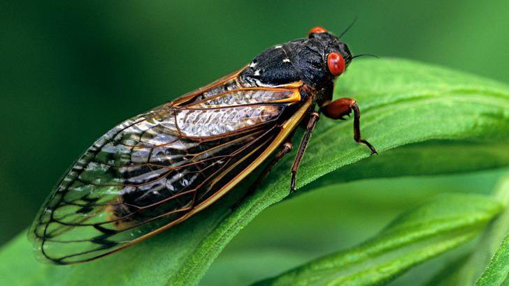 Adult cicada on a leaf