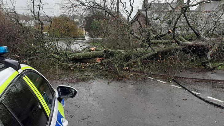 A large tree lies across a road with a police car in the foreground.