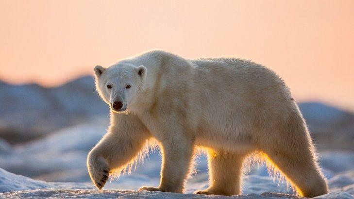 polar bear at sunset in Canada