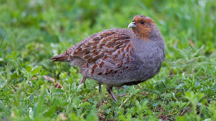 A grey partridge with brown head pictured on green grass