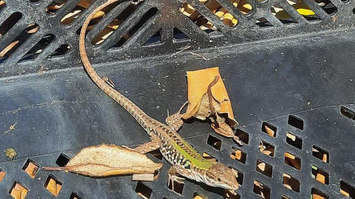 A small green, brown, white and black lizard crawls across a black plastic crate among fallen leaves.
