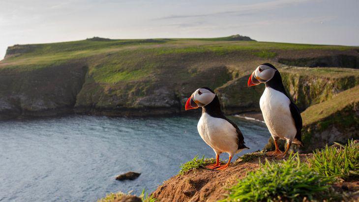A pair of puffin against the green coastal backdrop of Skomer Island.