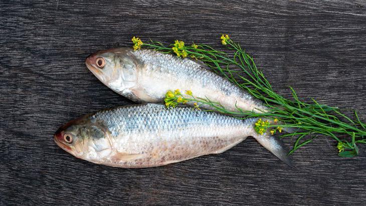 Tenualosa ilisha or Ilish fish with mustard plant on black board.