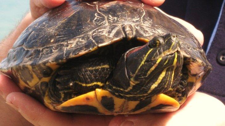 Rescued terrapin. Pic: Blue Reef Aquarium