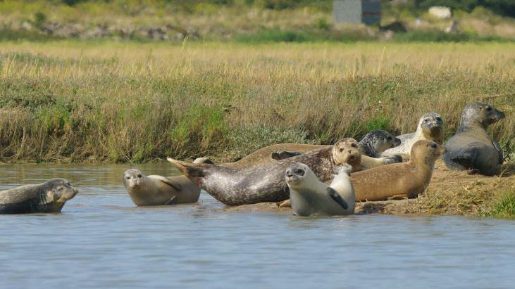 Seals in Pegwell Bay