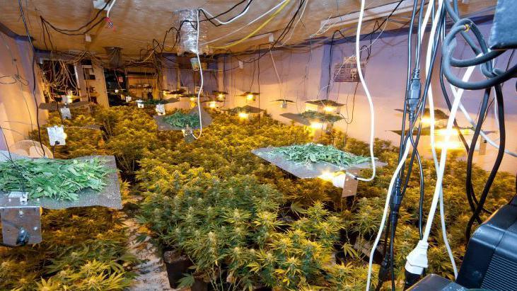 Greater Manchester Police picture of a cannabis farm