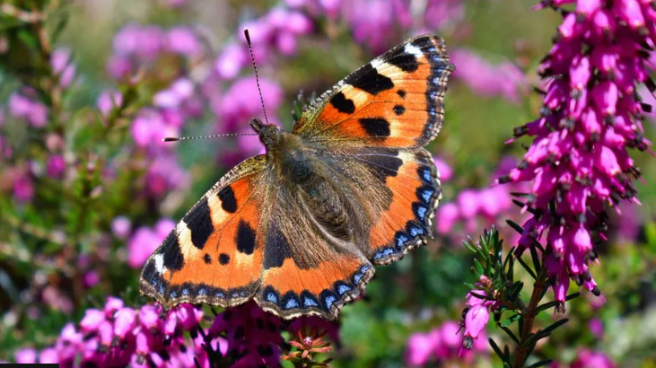 An admiral butterfly on a bright pink flower 