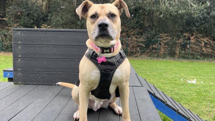 Barbara, sitting on a platform in a garden, looking at the camera