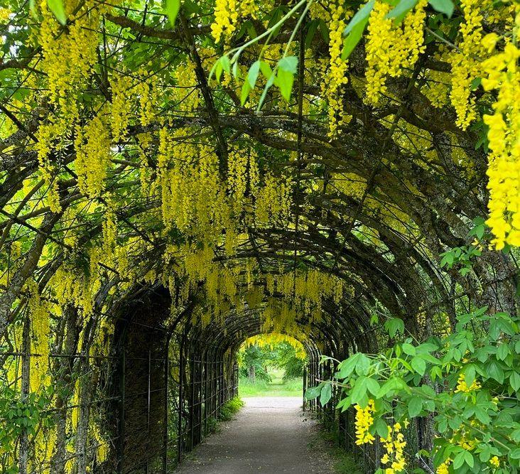 laburnum arch at Balmoral Castle