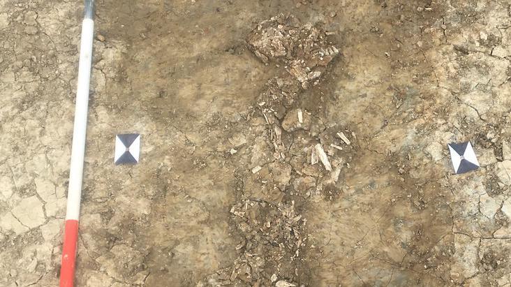 Kingsland Bronze Age burial skeleton