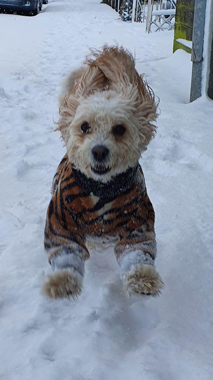 Dog in the snow