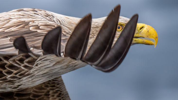 Close up of a white-tailed eagle through wing feathers while in flight.