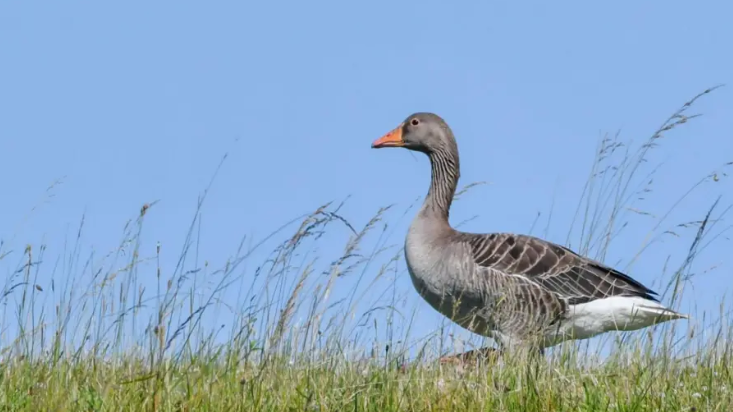 Gèadh-glas le feur agus speur gorm