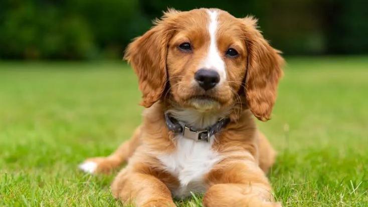 A brown and white dog is lying on grass and looking straight at the camera