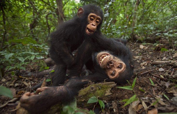 Chimps in Gombe National Park, Tanzania