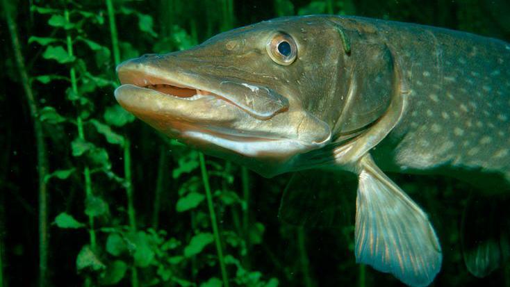 Pike in water.