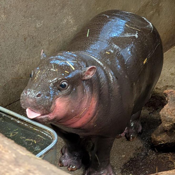 Haggis the pygmy hippo calf, small grey hippo with tongue out, having a drink from a trough, with some straw on back.