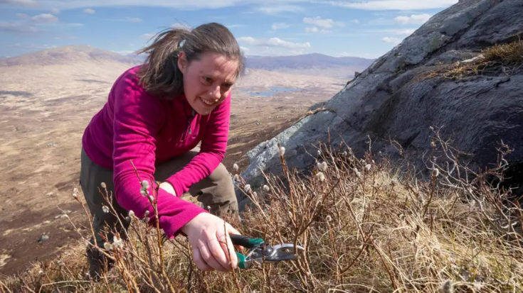 Boireannach le seacaid phinc oirre air beinn a' gearradh pìos bho chraoibh bhig le cliopair